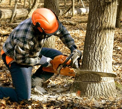 Tree Removal in Hampton, NJ